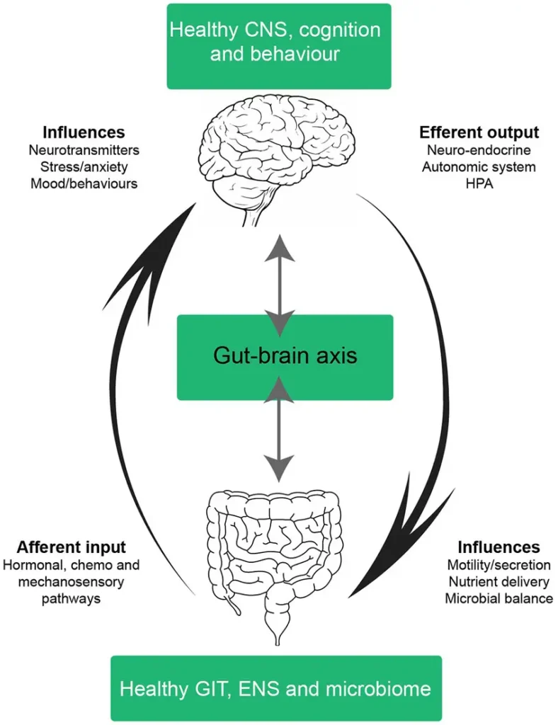 Schematic-of-a-healthy-gut-brain-axis-The-arrows-highlight-the-bidirectional-nature