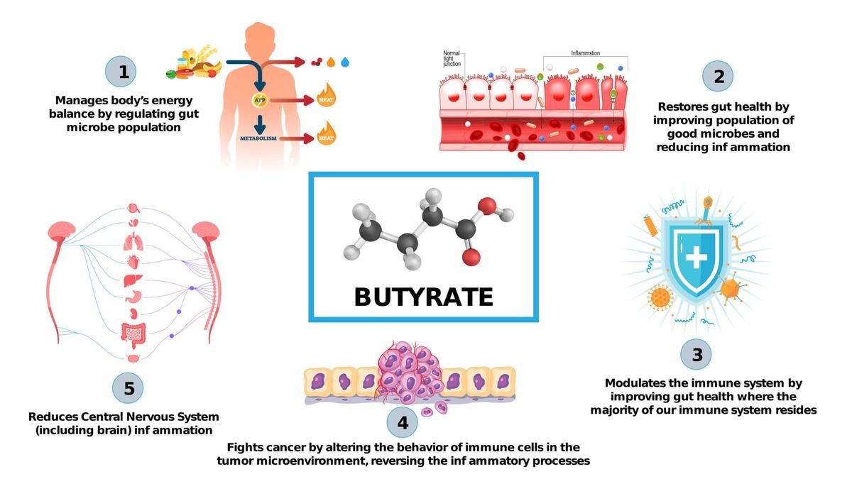 Butyrate: The Gut Fuel You’re Probably Missing