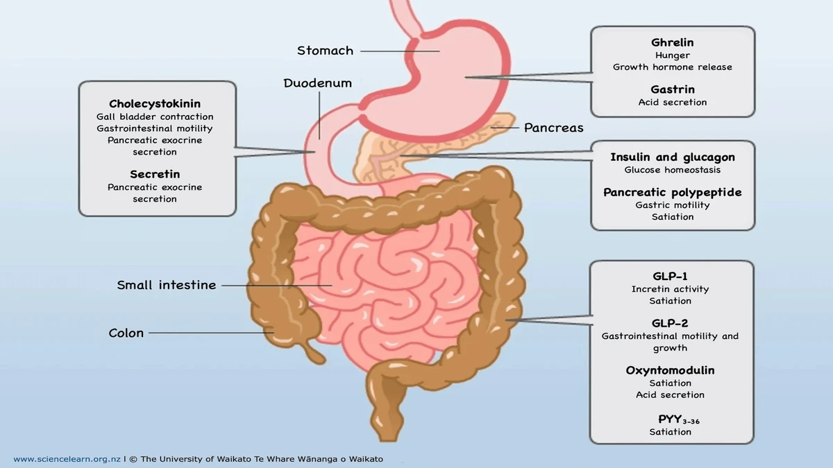 What Doctors Don’t Always Explain About gut hormones